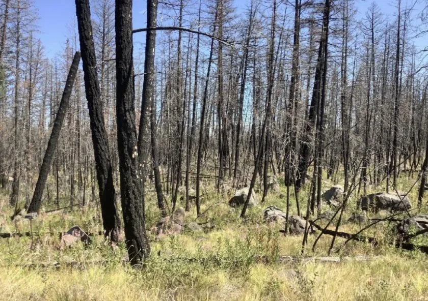 One Tree Planted - BC