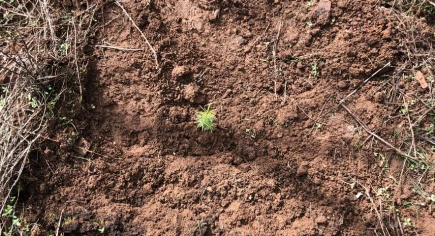 One Tree Planted - California