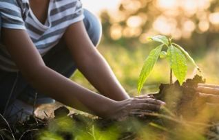 We plant trees at our cost